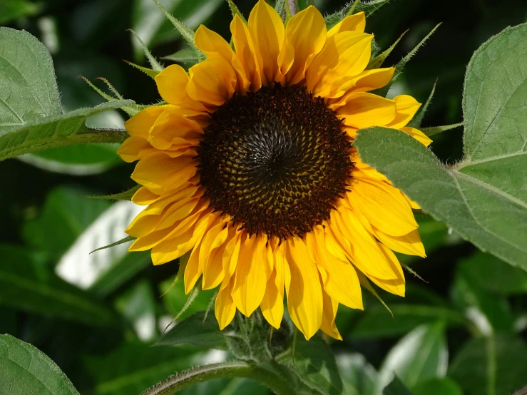 a sunflower in a field of green leaves