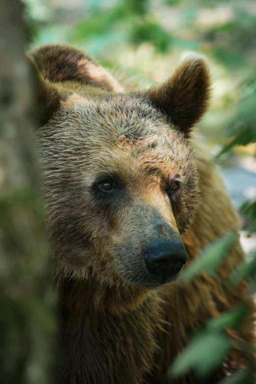 a brown bear staring through some leaves