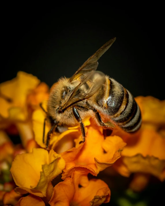 close up image of a bee on yellow flowers