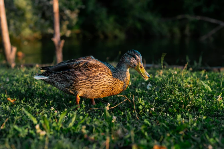 two ducks walk in the grass together