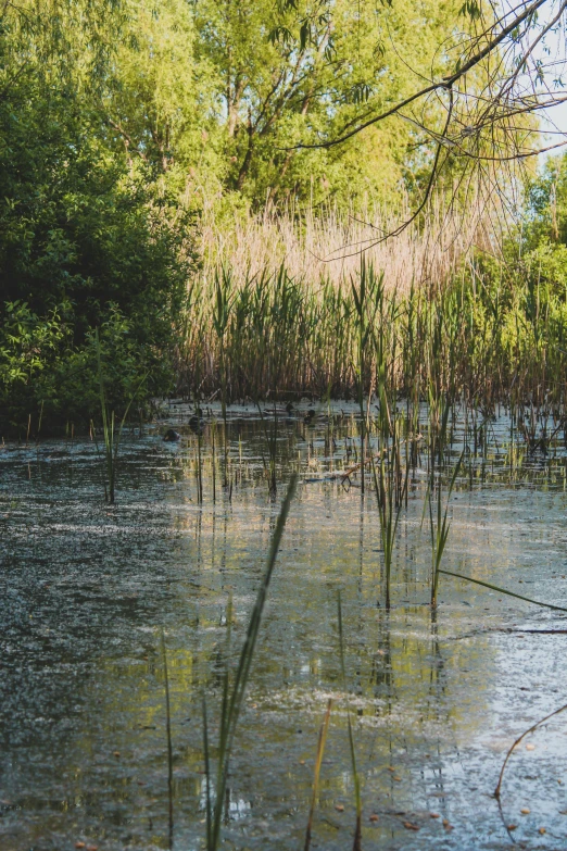 reeds growing on the edge of a lake with trees and bushes in the background