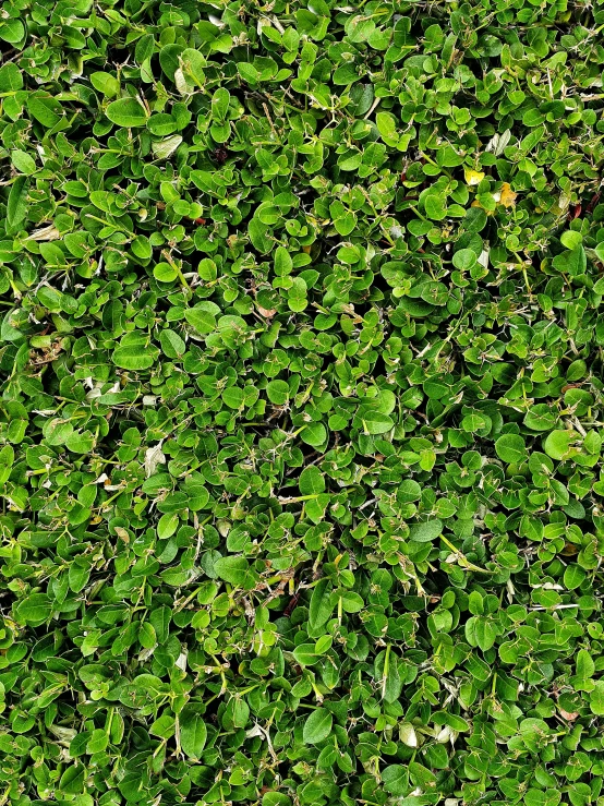 a close up picture of the leaves on a ground surface