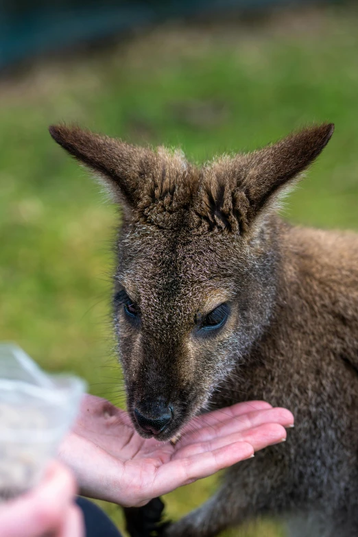 a baby kangaroo that has spooked out his nose