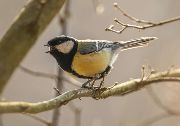 this is an image of a bird perched on a nch