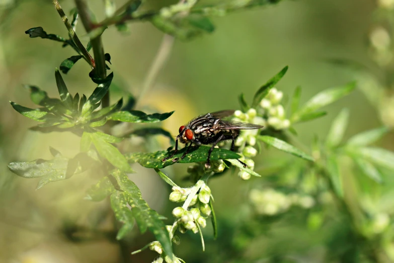 the insect is on the nch of a plant