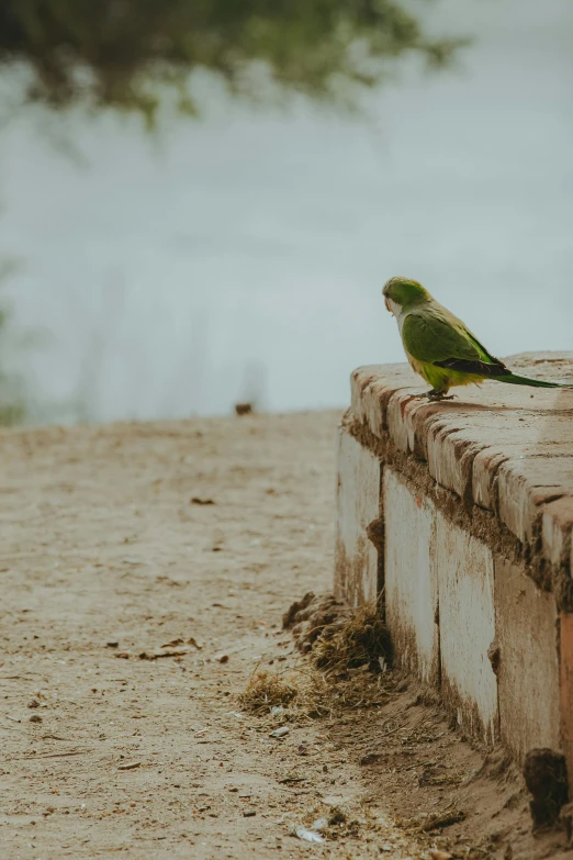 a small green bird on the top of a wall