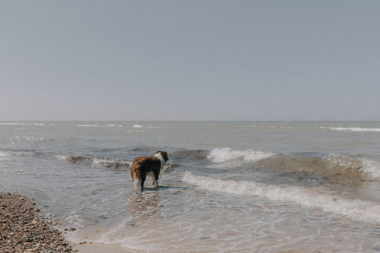 there is a large horse standing on the beach