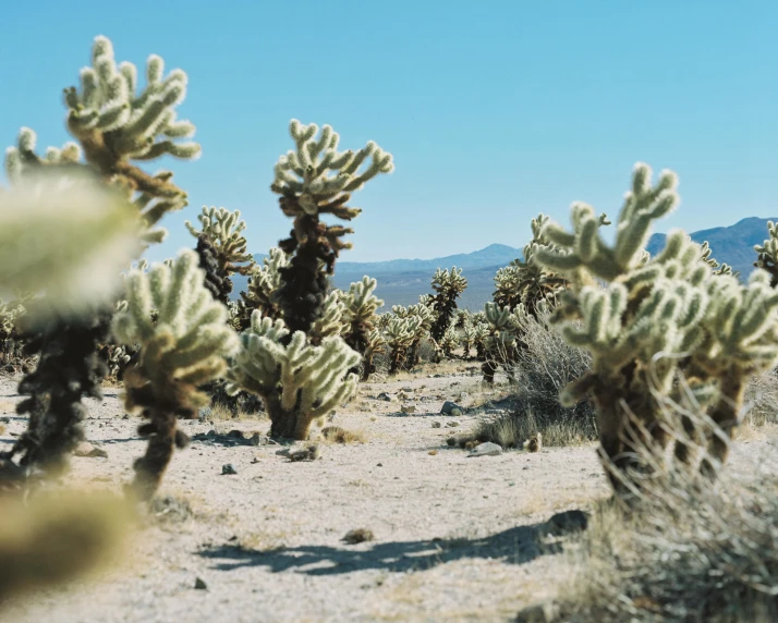 a herd of cactus standing next to each other in a desert