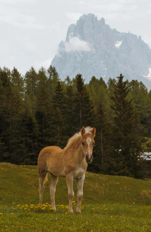 a small horse is in the field in front of some trees