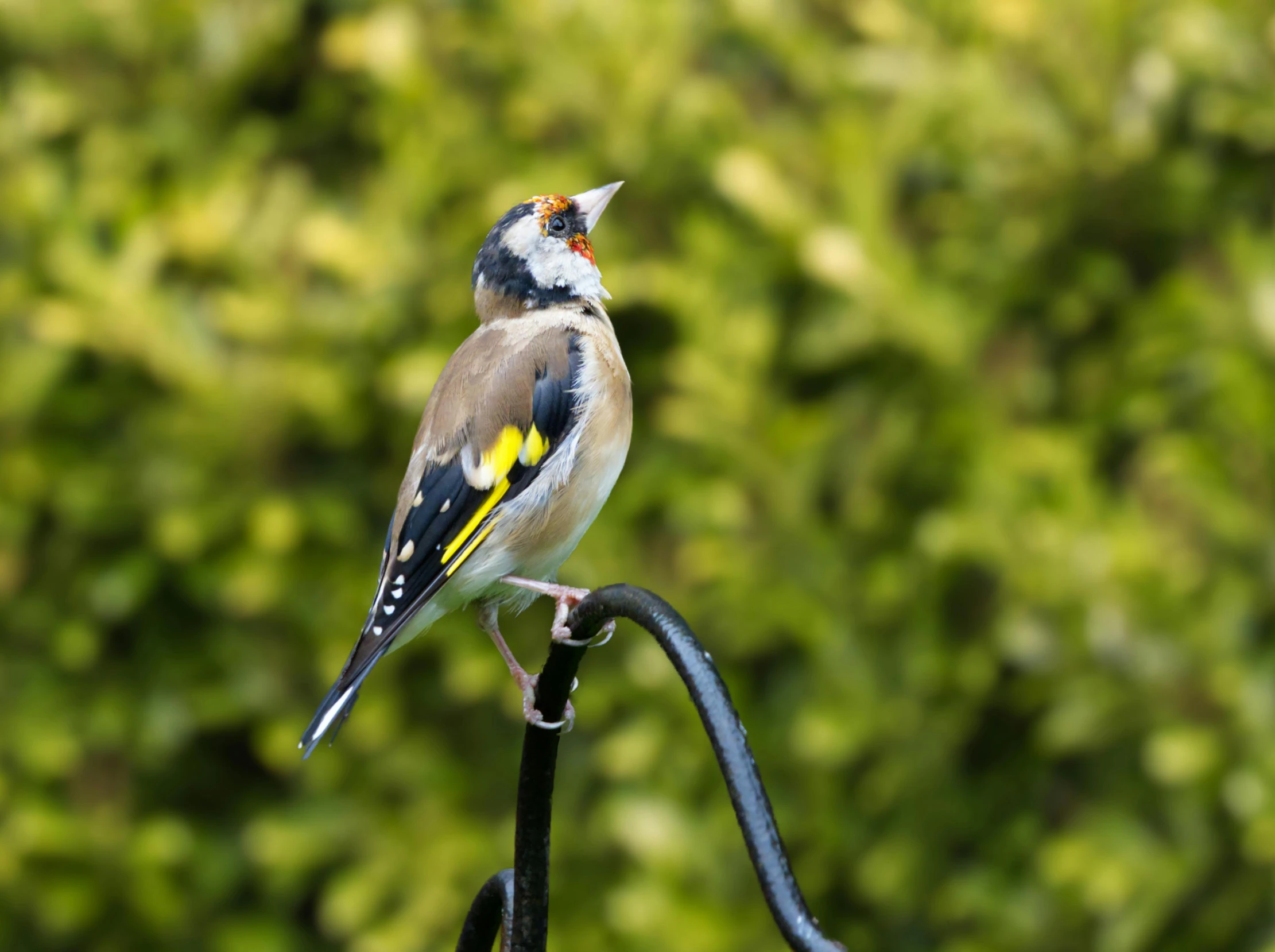 a small bird is sitting on a nch