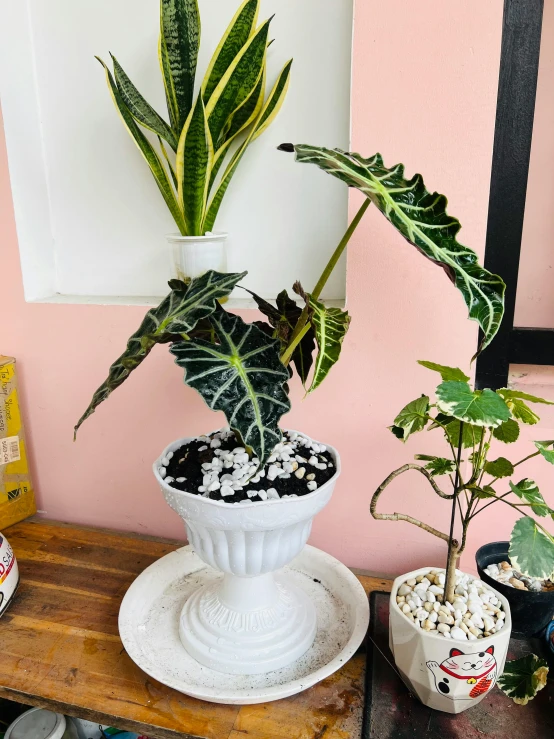 a potted plant sits next to another potted plant