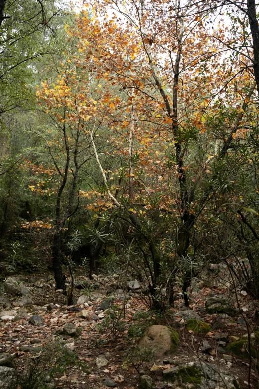 the trees have bright colored leaves on them