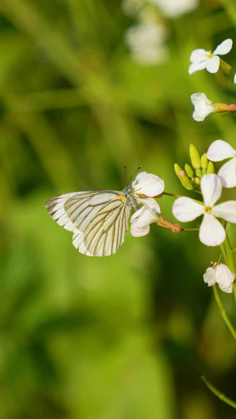 an insect on a flower in a green field