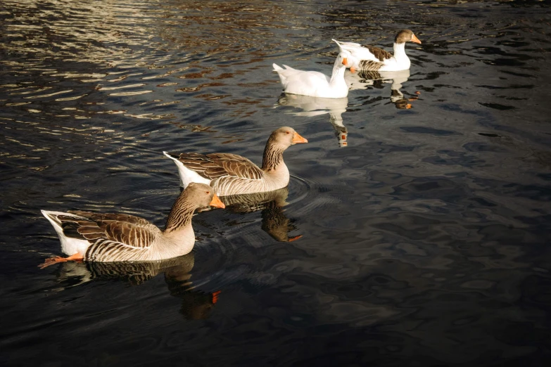 three duck are swimming on a body of water