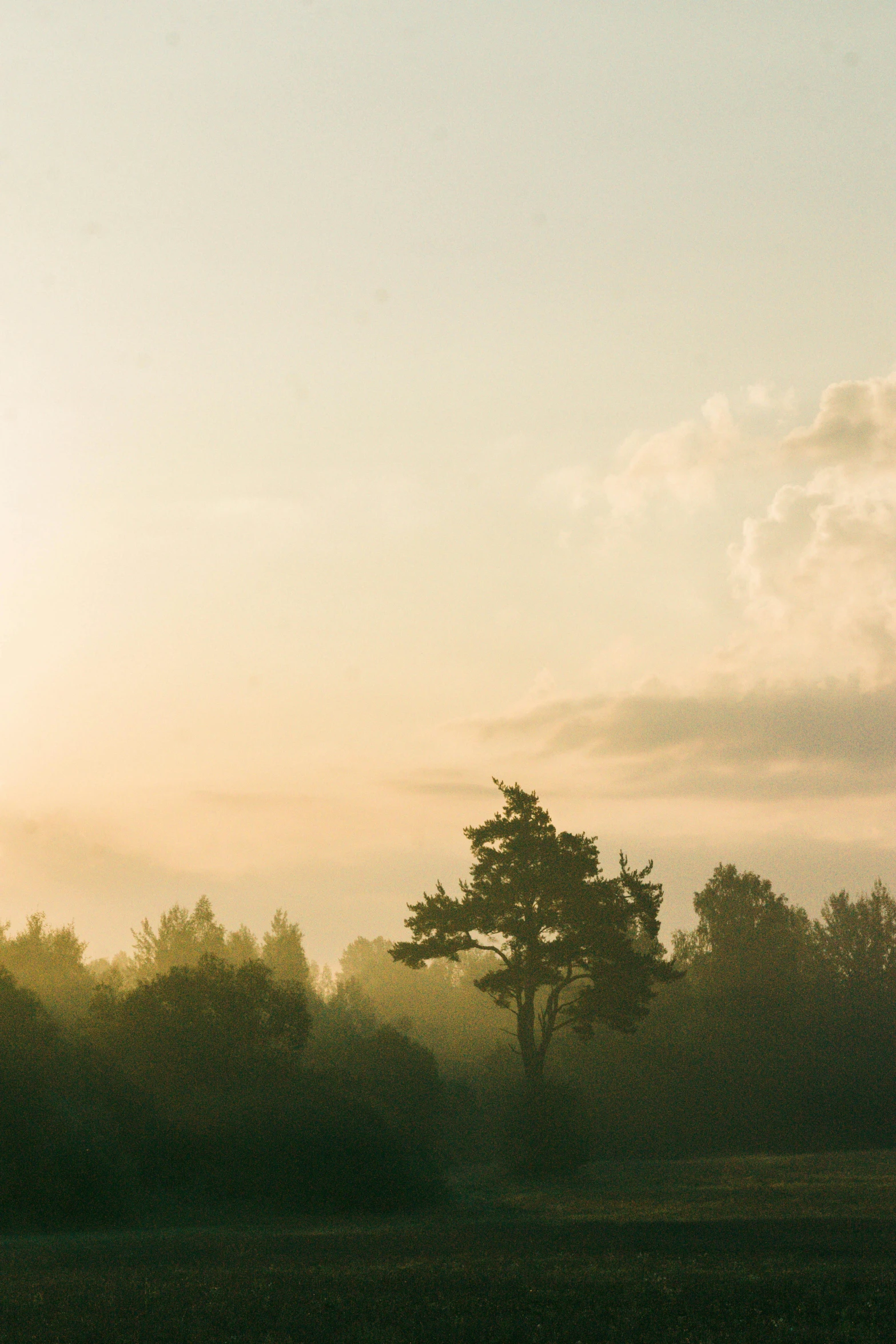 the sun peeking through trees in the distance