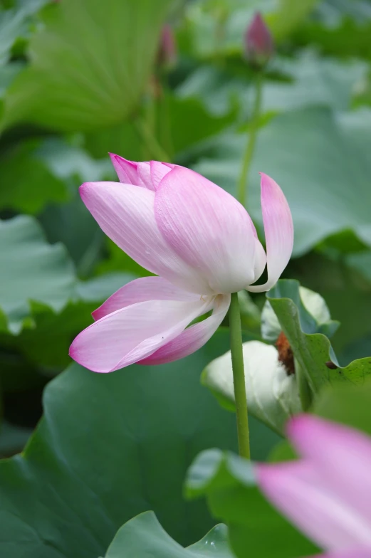 the pink flower is blooming near the many leaves