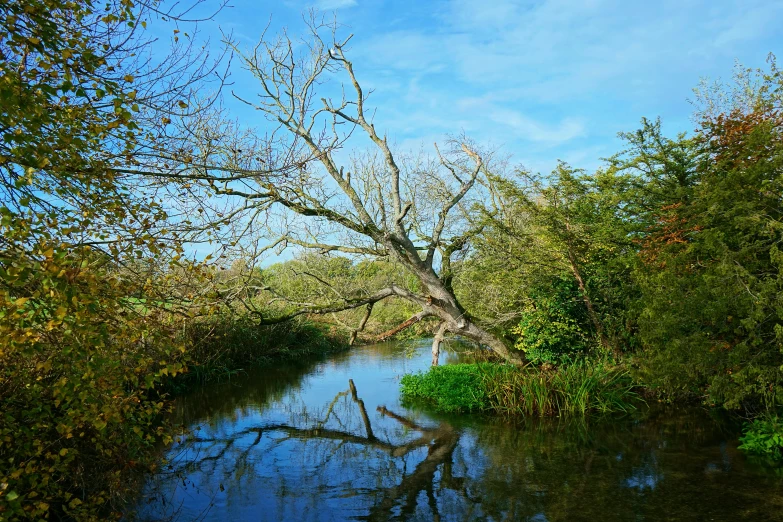 a water way surrounded by trees and bushes