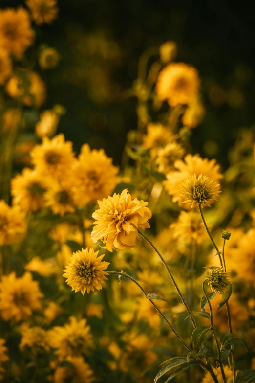 a cluster of yellow flowers in the midst of trees