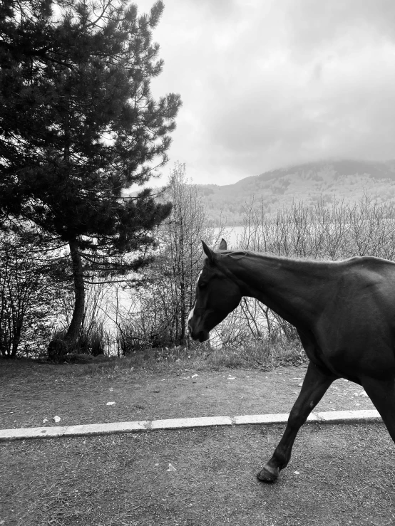 a horse is trotting on the road while another horse sits in the distance