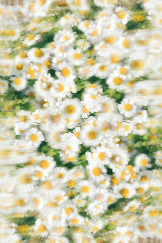 the pattern of the white and yellow flowers is very large