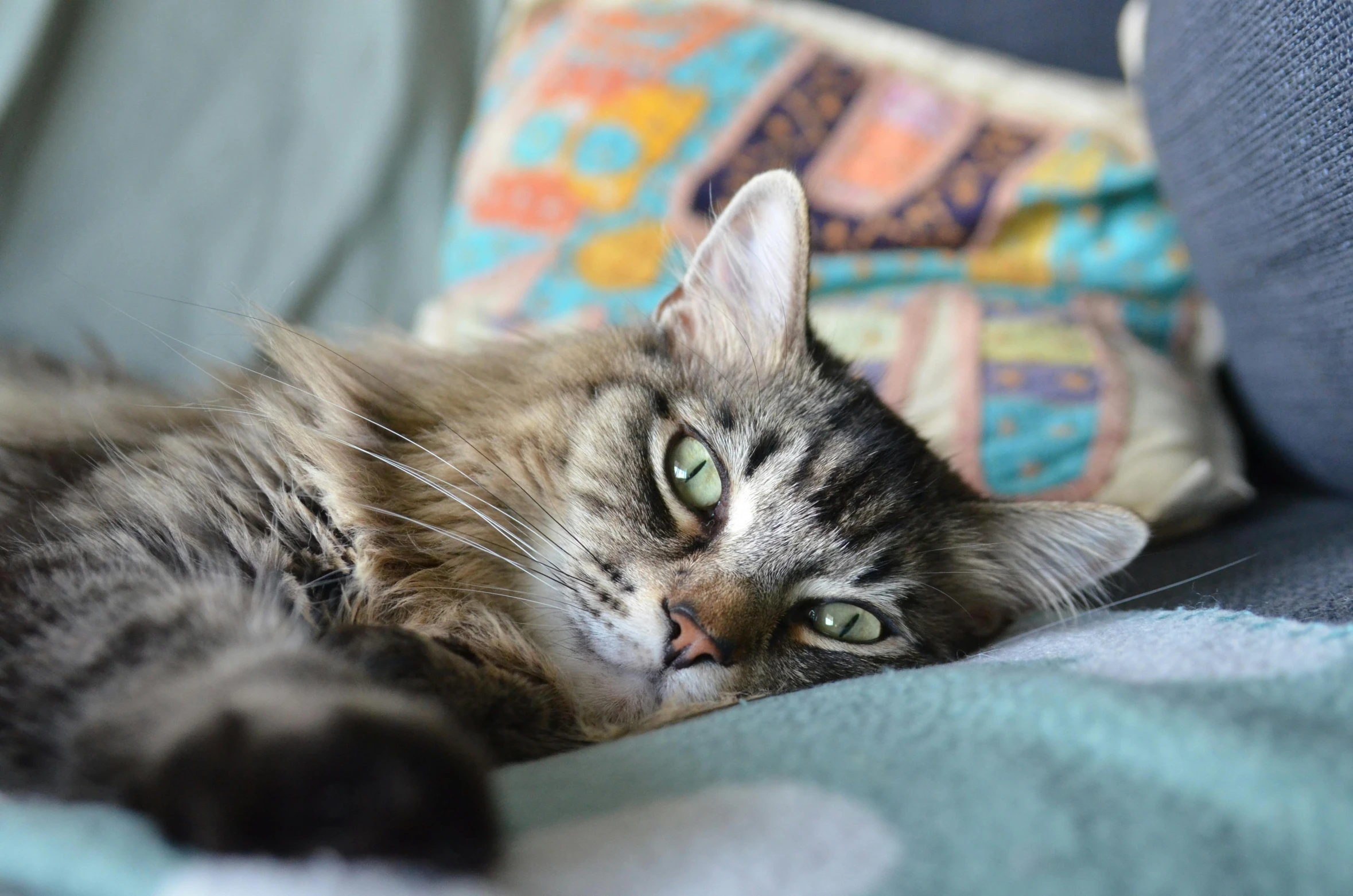 a tabby cat is laying on a bed