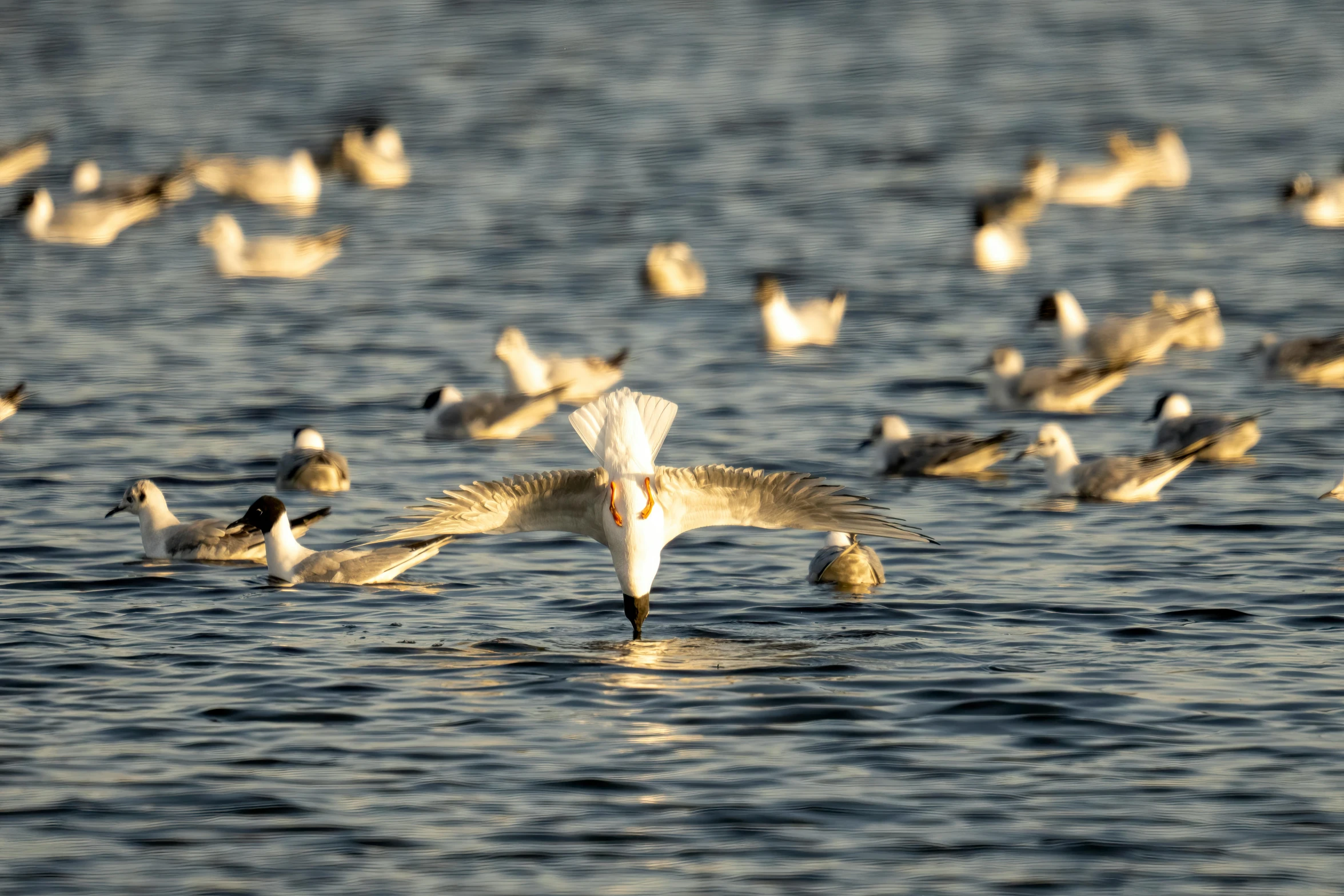 some white birds are swimming in the water