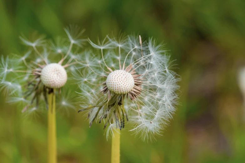 a group of three dandelions that are sitting on top of a green plant