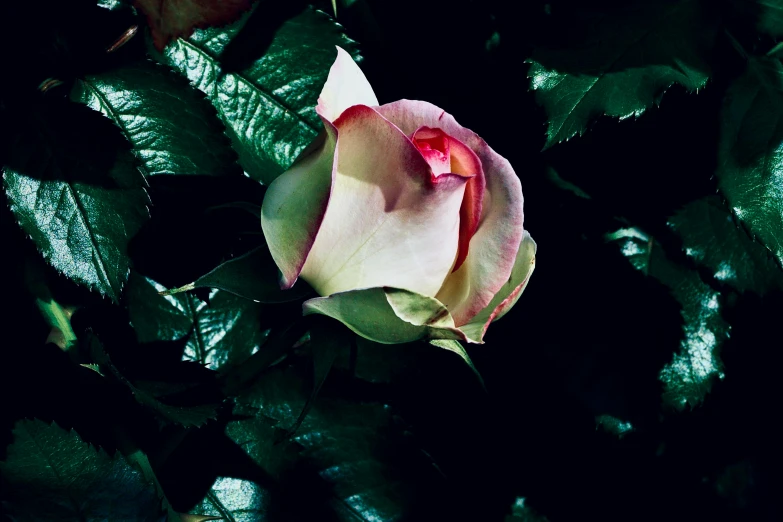 the pink rose has its petals open and a green background