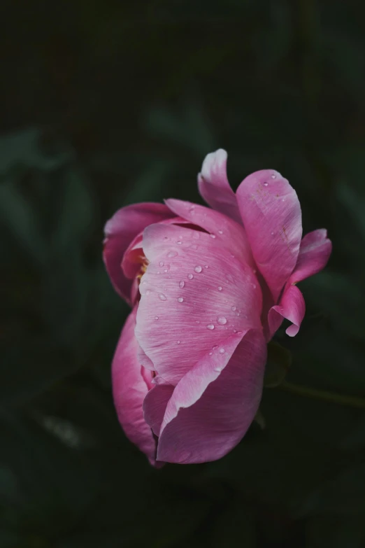 the center of a pink flower with water drops on it