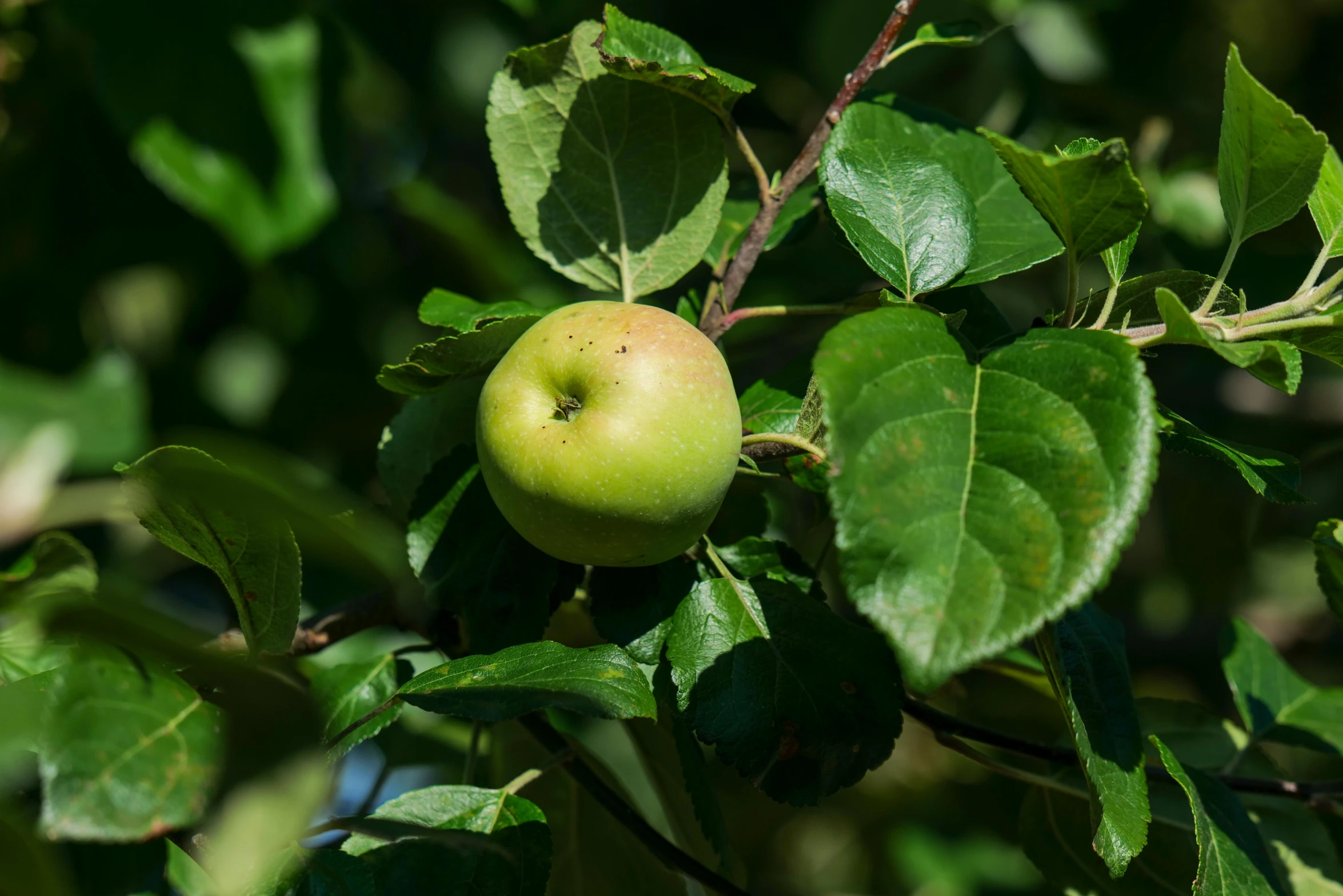 an apple is still growing in the green leaves