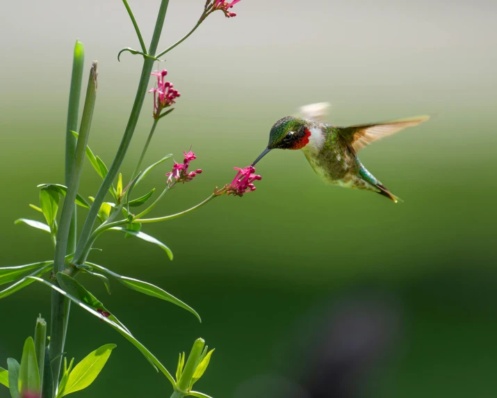 a hummingbird hovering by a pink flower with a green background