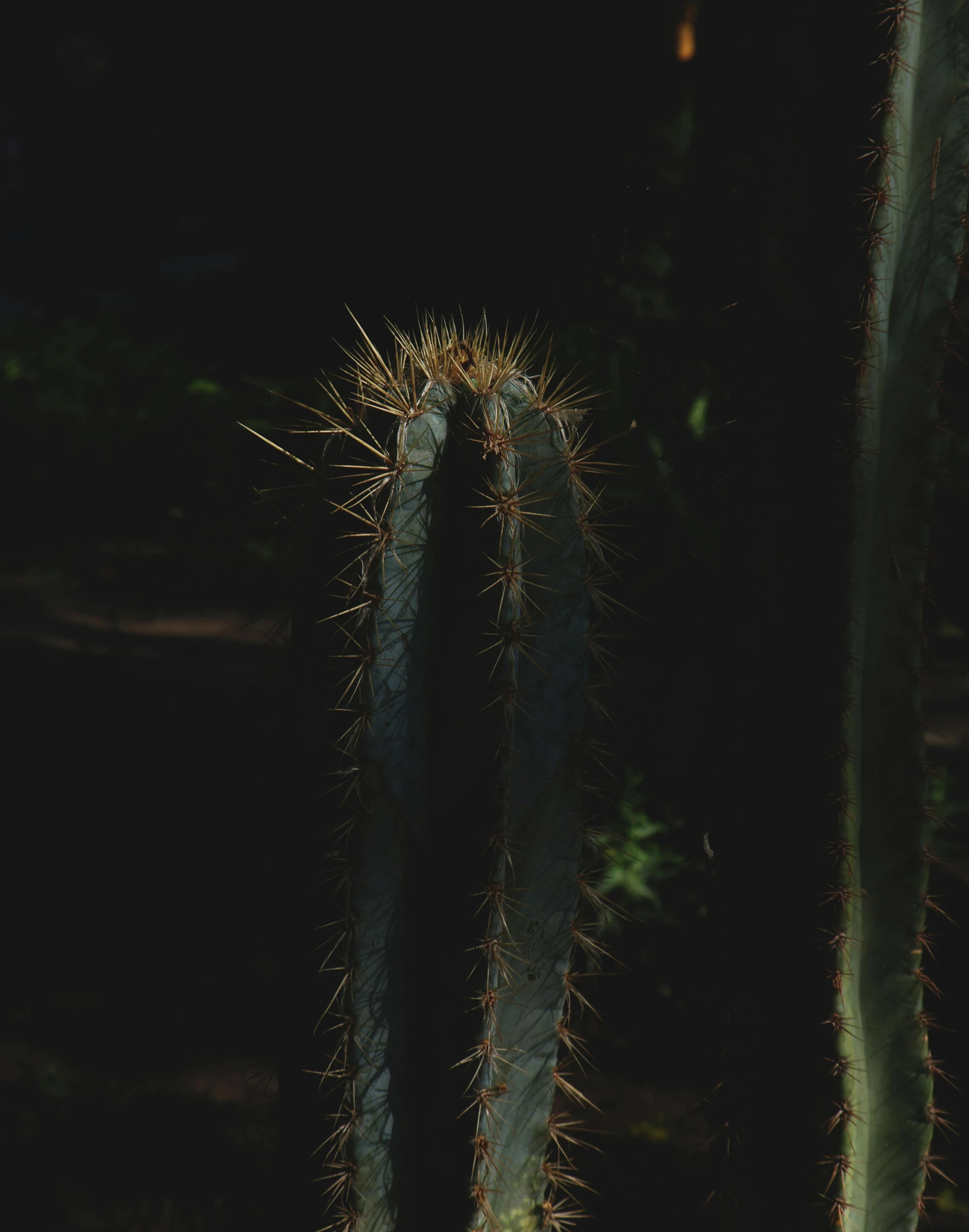 there is a succulent growing in the dark with other plants