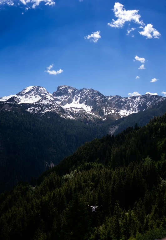 a green hill covered in trees covered in snow