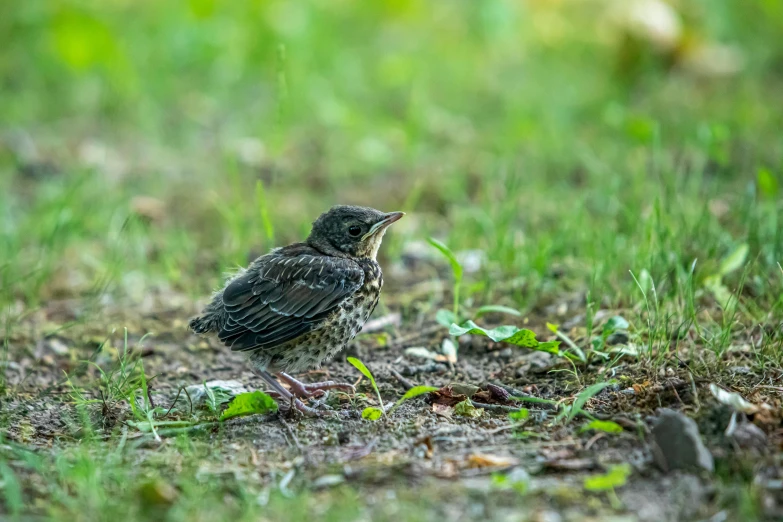 a small bird stands on the ground in the grass