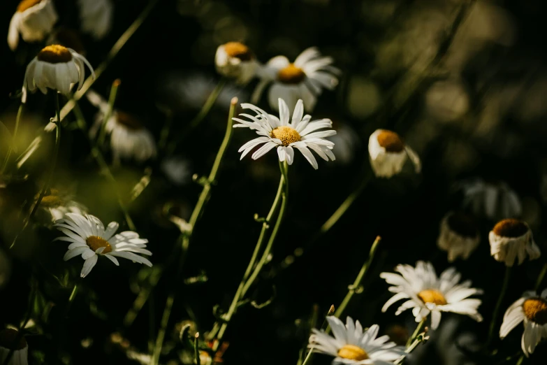 a bunch of daisies in front of a window