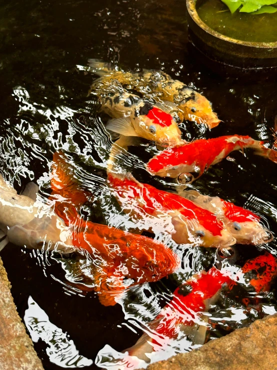 a group of fish that are in some water