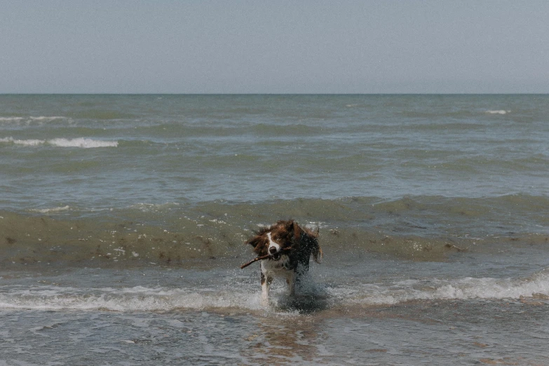 a dog running through the surf at the beach