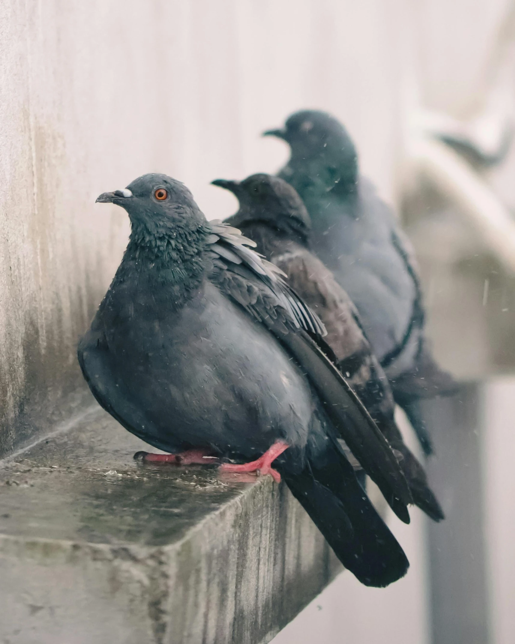 a couple of black birds perched on top of a stone bench