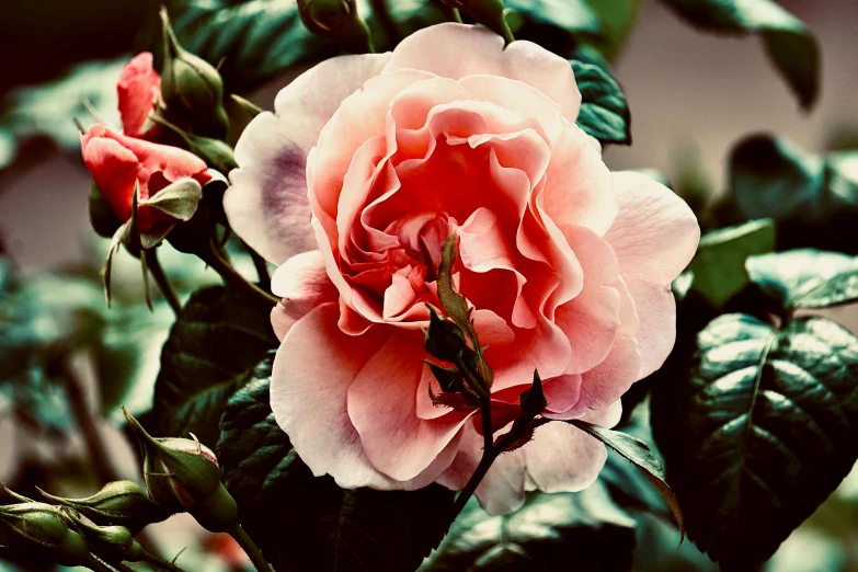 there is a single pink rose blooming in this bush