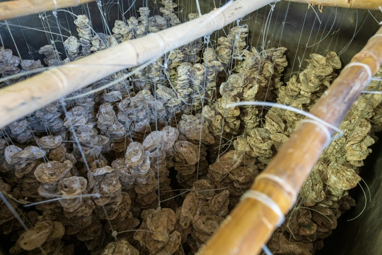 the top view of some strawberries growing in a basket