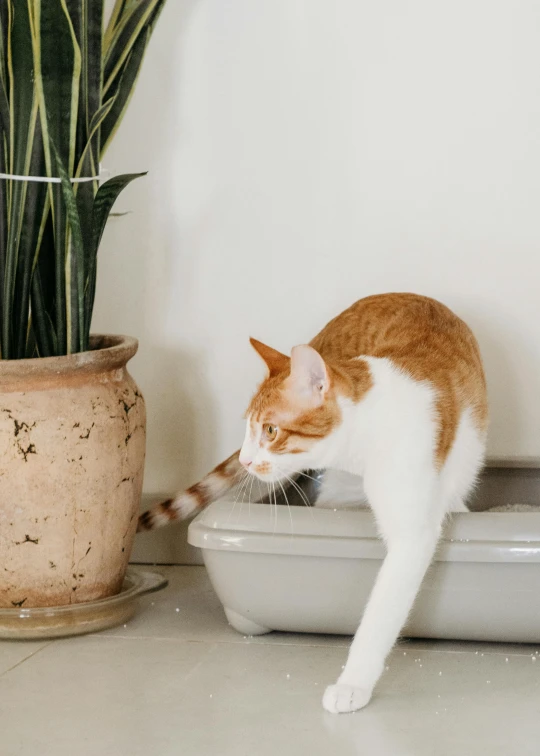 an orange and white cat playing with some food