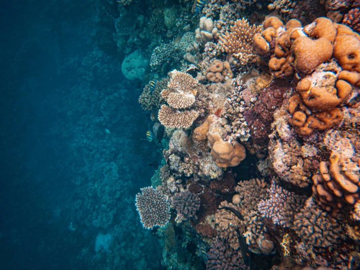 a view from above, of a coral reef on a coral reef