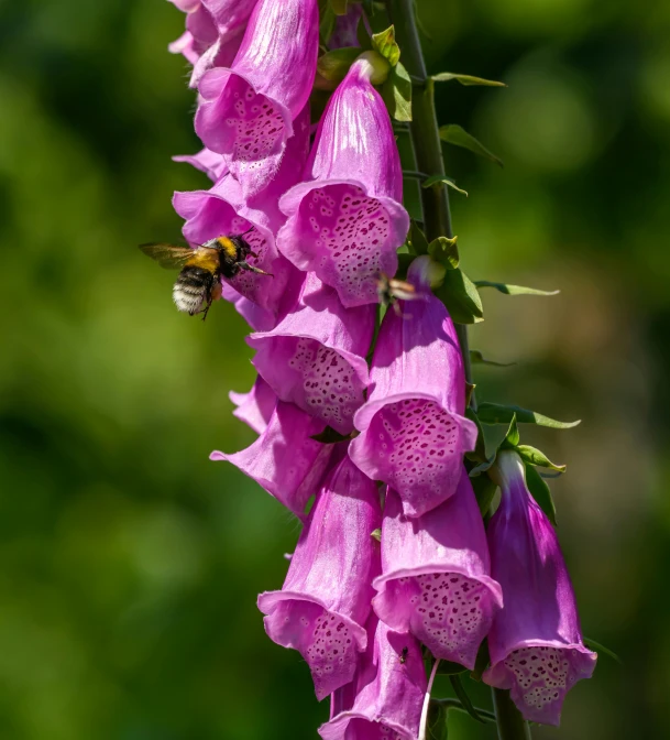 some very pretty purple flowers with a fly hovering