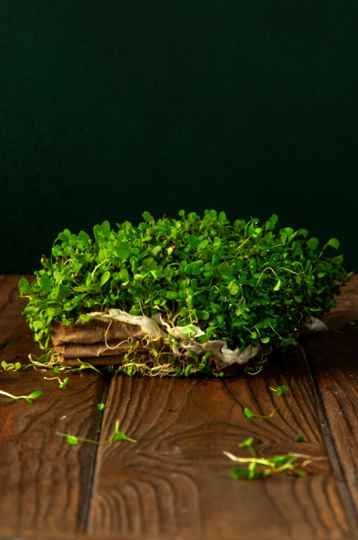 green plant with little roots sitting on top of a wooden surface