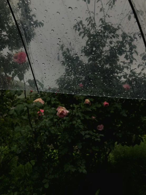 a clear umbrella next to some pink flowers