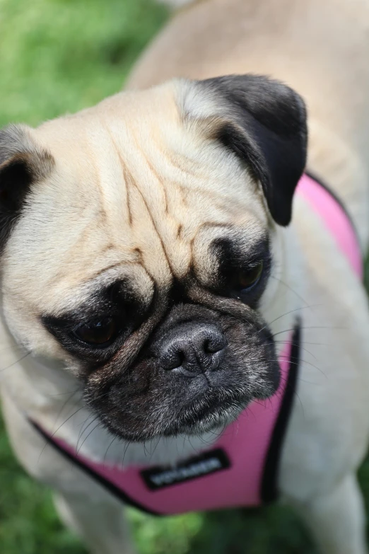 a small dog is wearing a pink harness