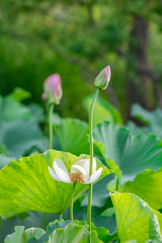 a plant in the middle of a large group of leaves