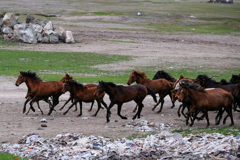 the horses are running and having a lot of fun