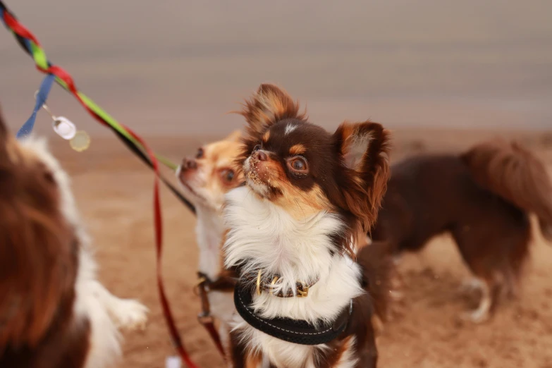 two dogs on leashes looking up at the sky