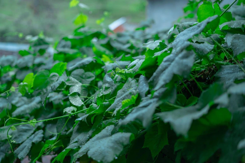 a bunch of green leaves on some plants